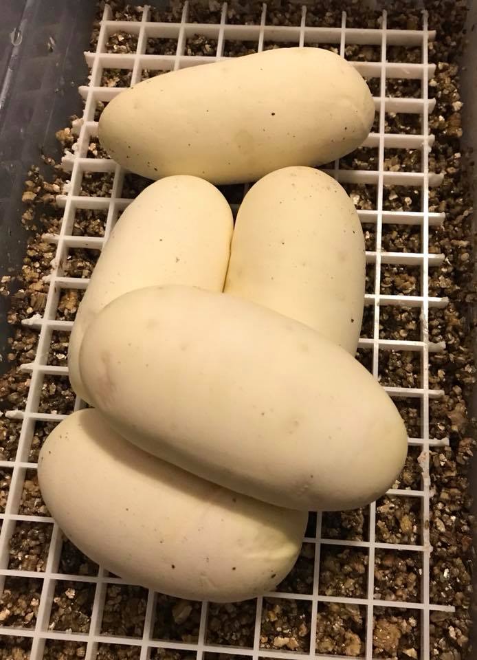Mammoth Ball Pythons | Jacksonville FL