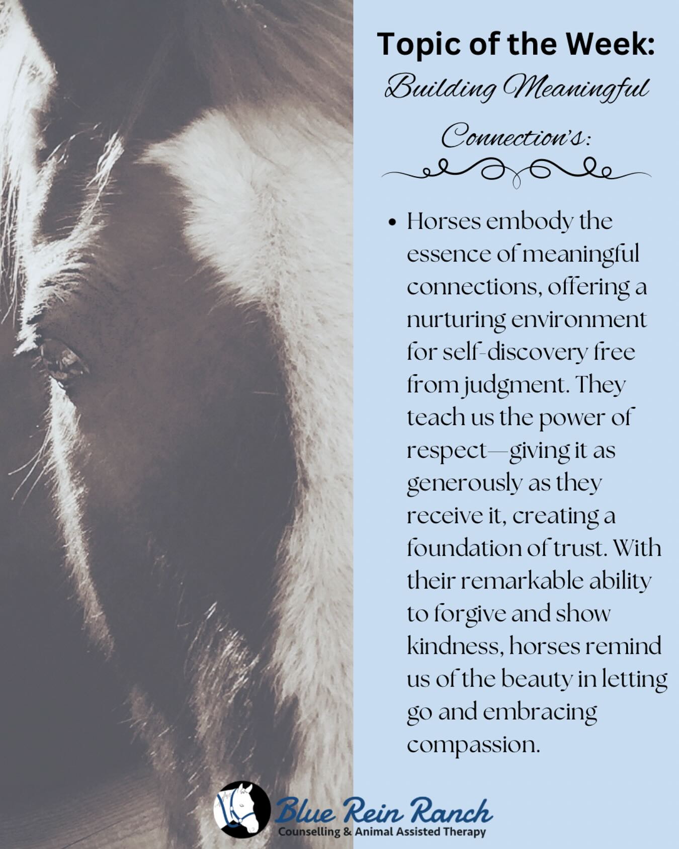 Blue Rein Ranch Counselling & Animal Assisted Therapy | Fort Macleod AB