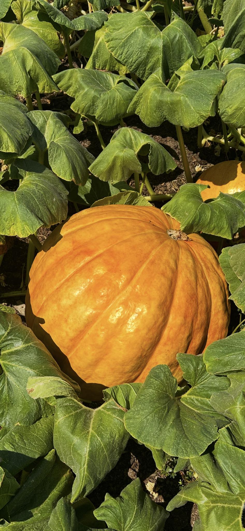 Rickey Ranch Pumpkin Patch | Granite Bay CA