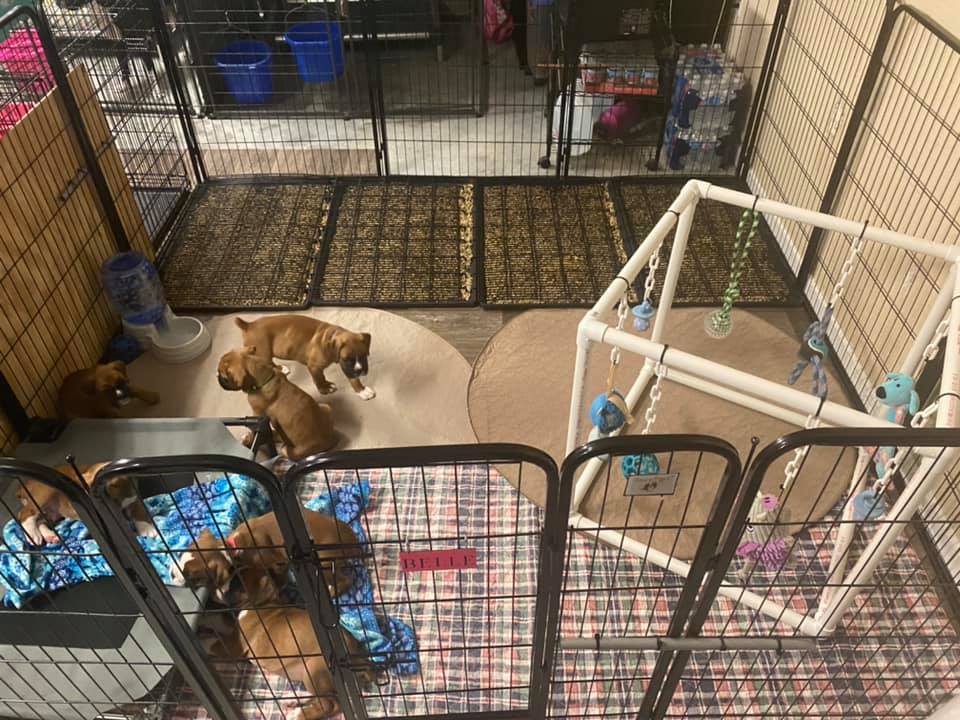 These pups are working on litter... - BellRidge Boxers