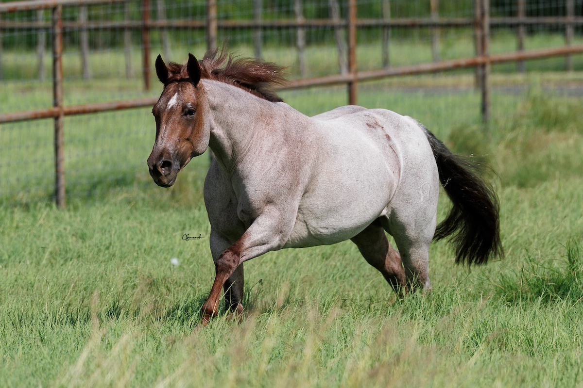 This horse! He’s not just... - LRS Performance Horses, LLC | Facebook