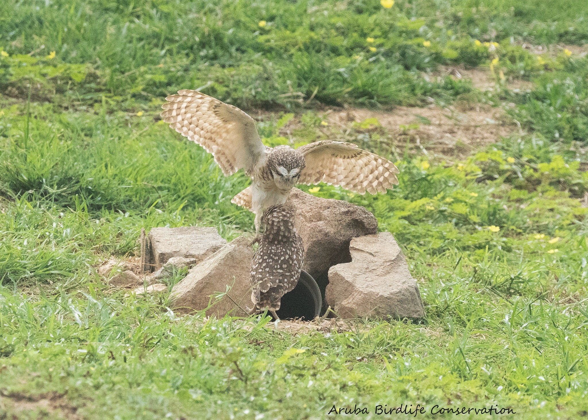 Aruba Birdlife Conservation... - Aruba Birdlife Conservation
