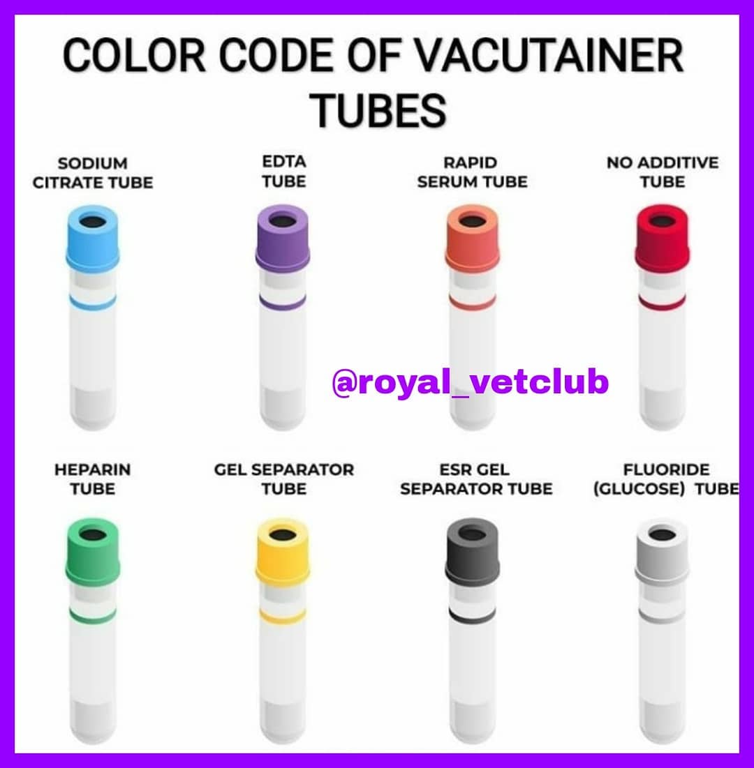 Veterinary - Important colour codes of vacutainer tubes.follow @royal ...