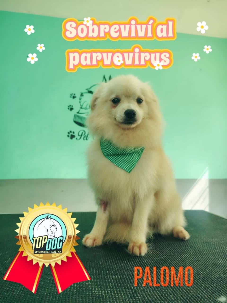 Top Dog | Madero
