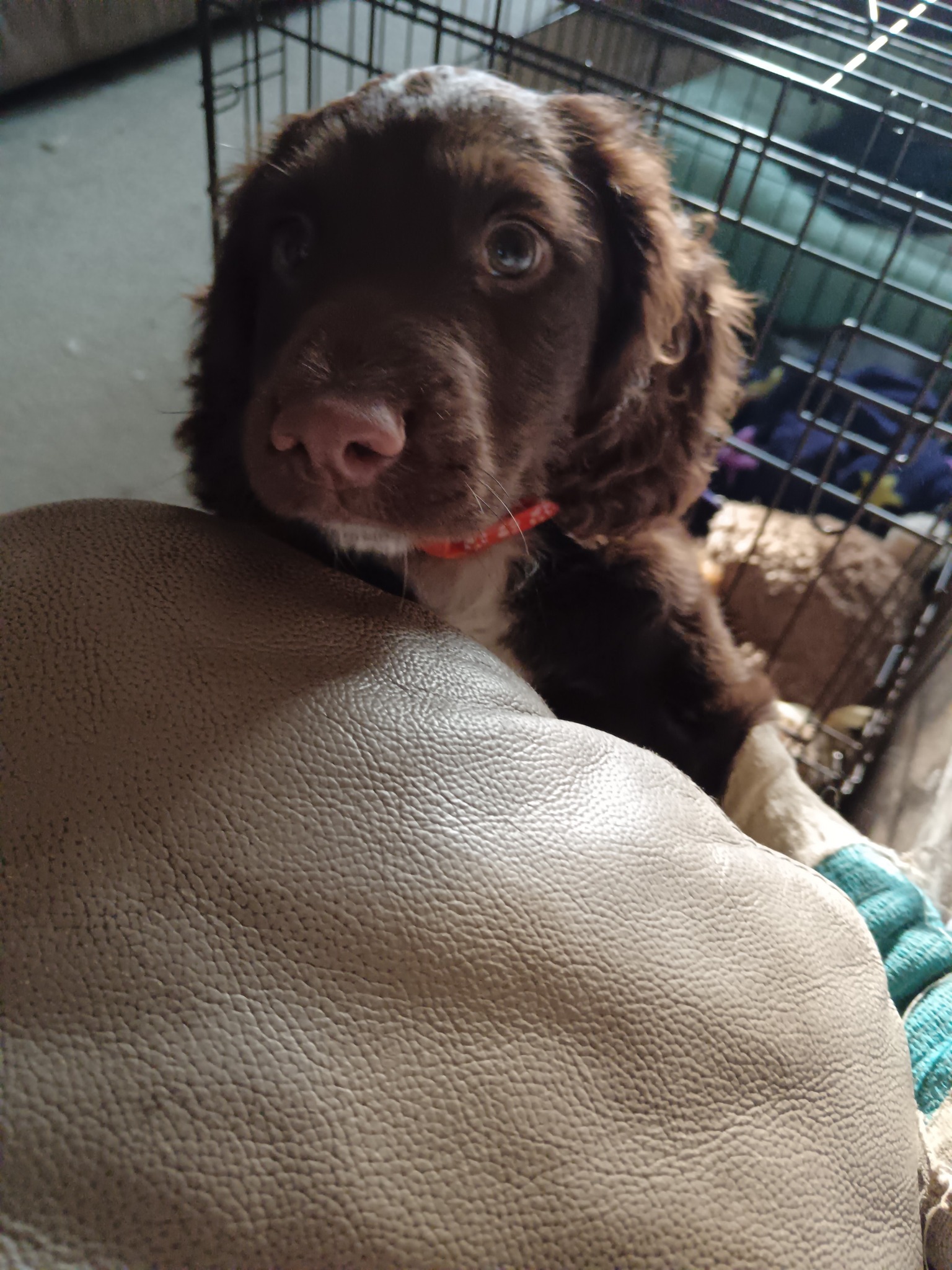 Northern... - Northern English Springer Spaniel Rescue