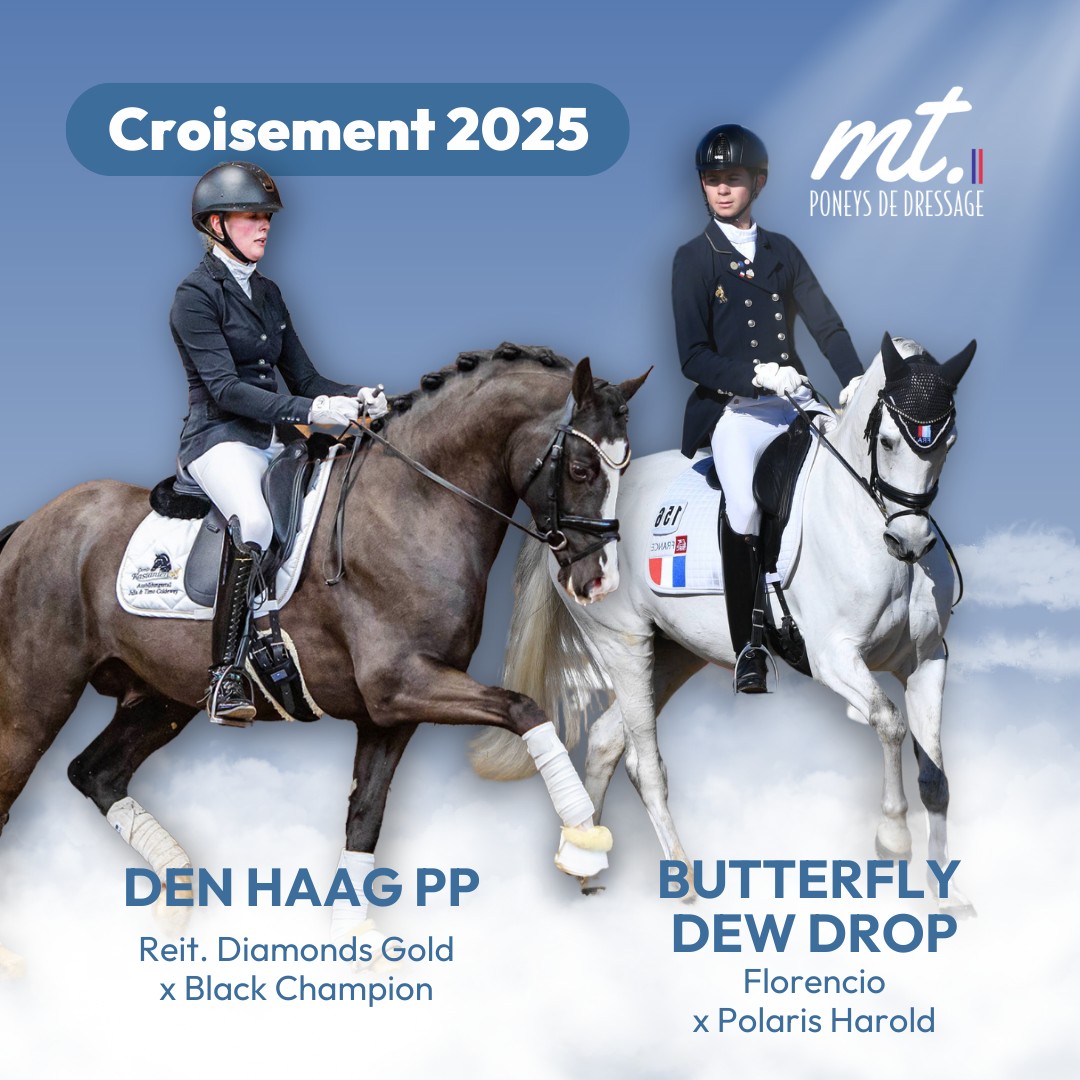 Elevage MT - Poneys de Dressage - | CROISEMENTS 2025 | 2ème croisement ...