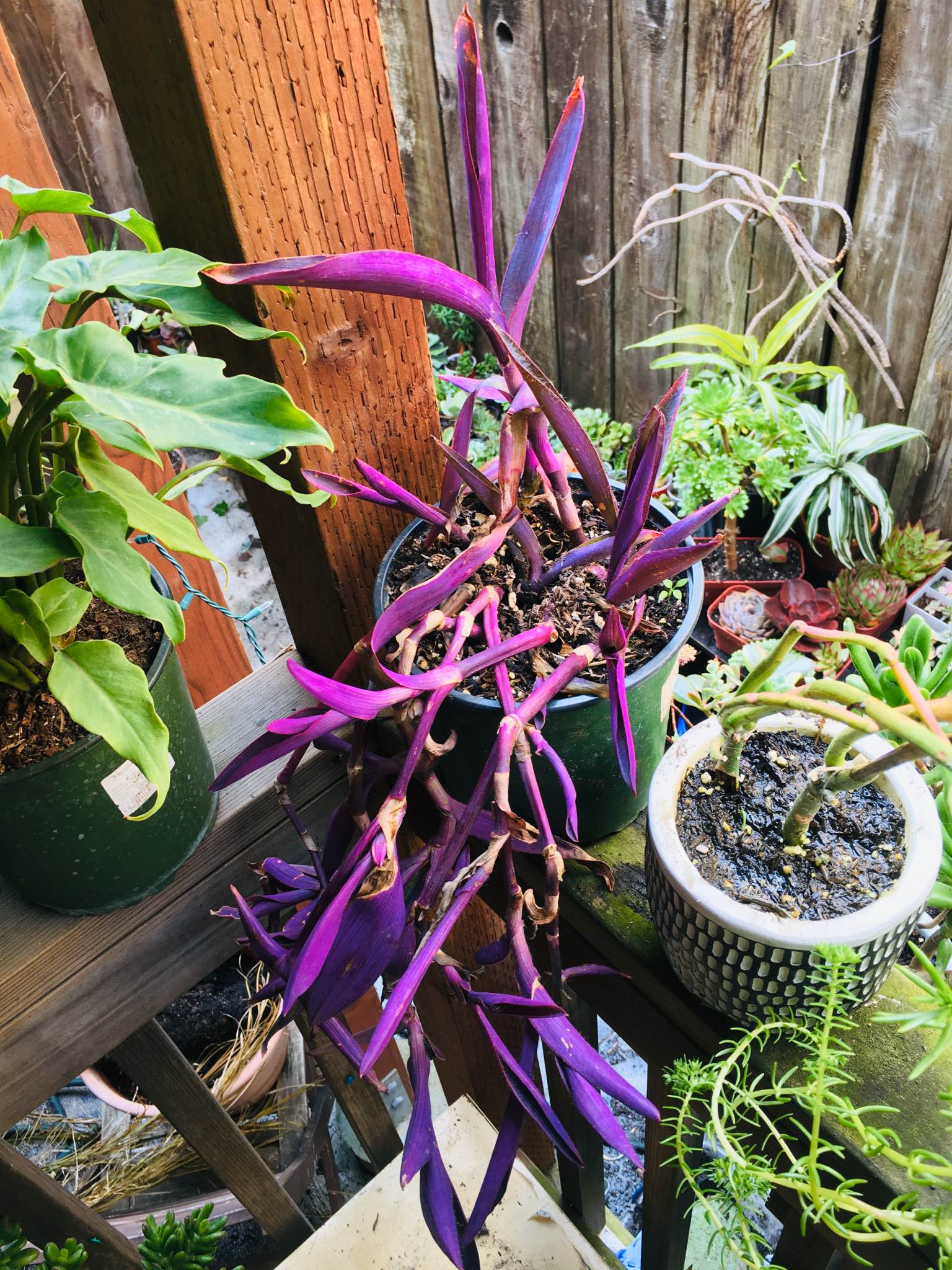Introducing: Tradescantia pallida 'Fluorite'! My newest seedling