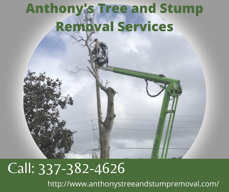 Anthony's Tree and Stump Removal Services LLC | Saint Martinville LA