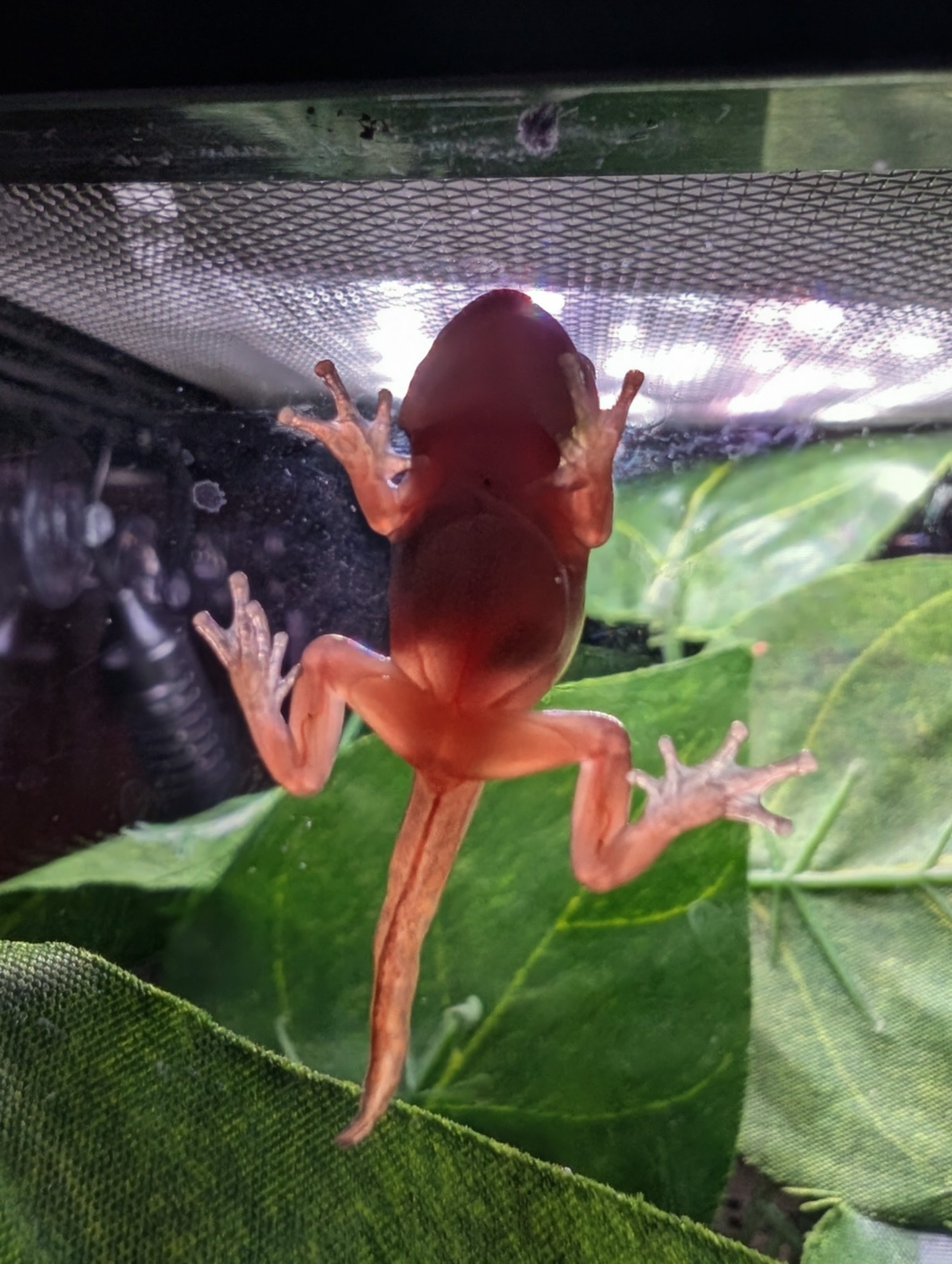 UKVA レッドキング赤鬼（Frog Tree） UKVA Red King Akaoni (Frog Tree
