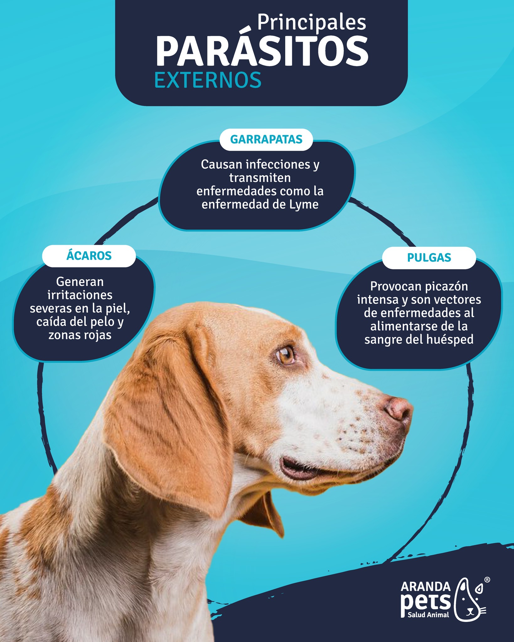 Aranda - ¿Conoces qué parásitos externos pueden afectar a tu compañero ...