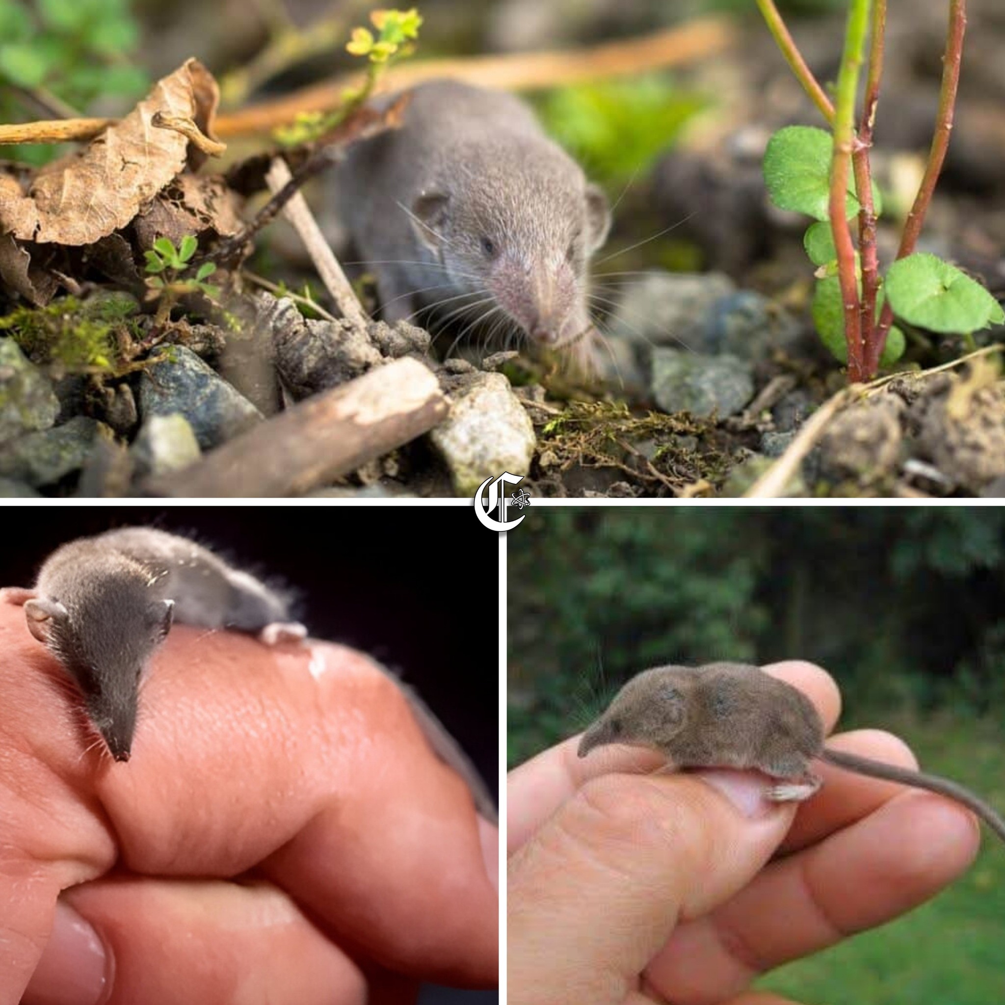 Conocimientum - 🌱🐀😲¡Un depredador del tamaño de una moneda! La musaraña ...
