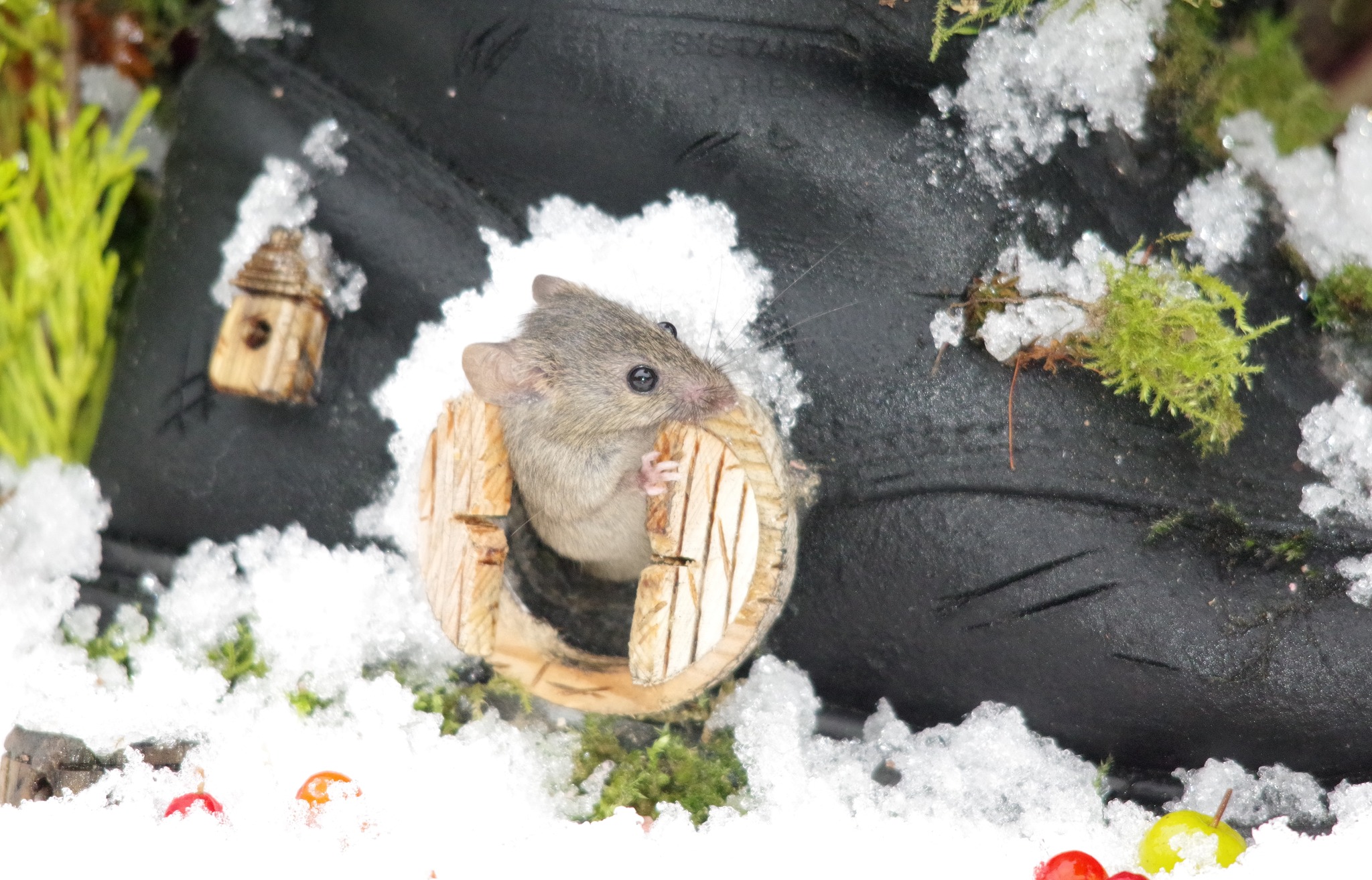 The #Giants old... - George the Mouse in a log pile house | Facebook