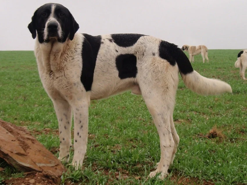 Texas - LGD Feature Friday - Transmontano breed. The Cão de Gado ...