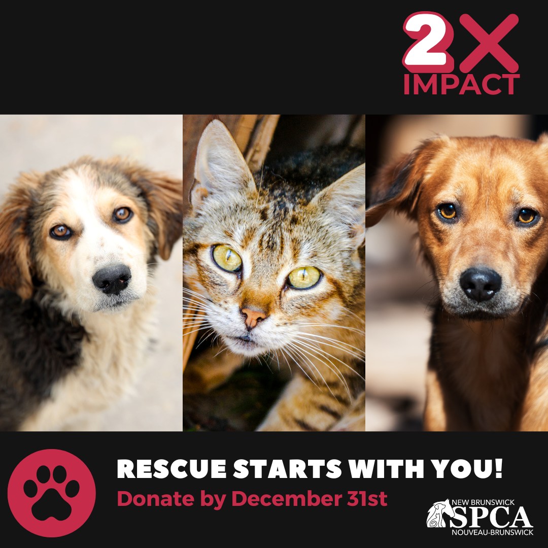 ⏰ Just 15 days left... - New Brunswick SPCA Animal Protection | Facebook