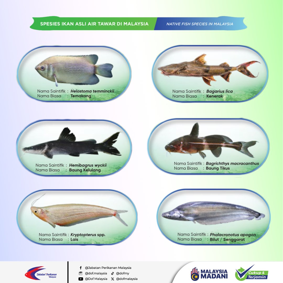 Jorankl - SPESIS asli ikan air tawar yang ada dalam... | Facebook