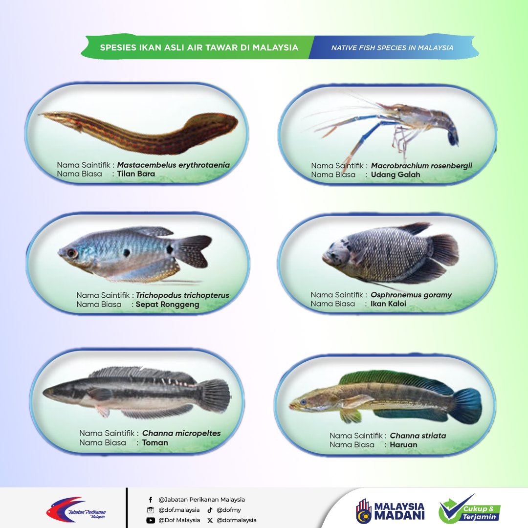 Jorankl - SPESIS asli ikan air tawar yang ada dalam... | Facebook