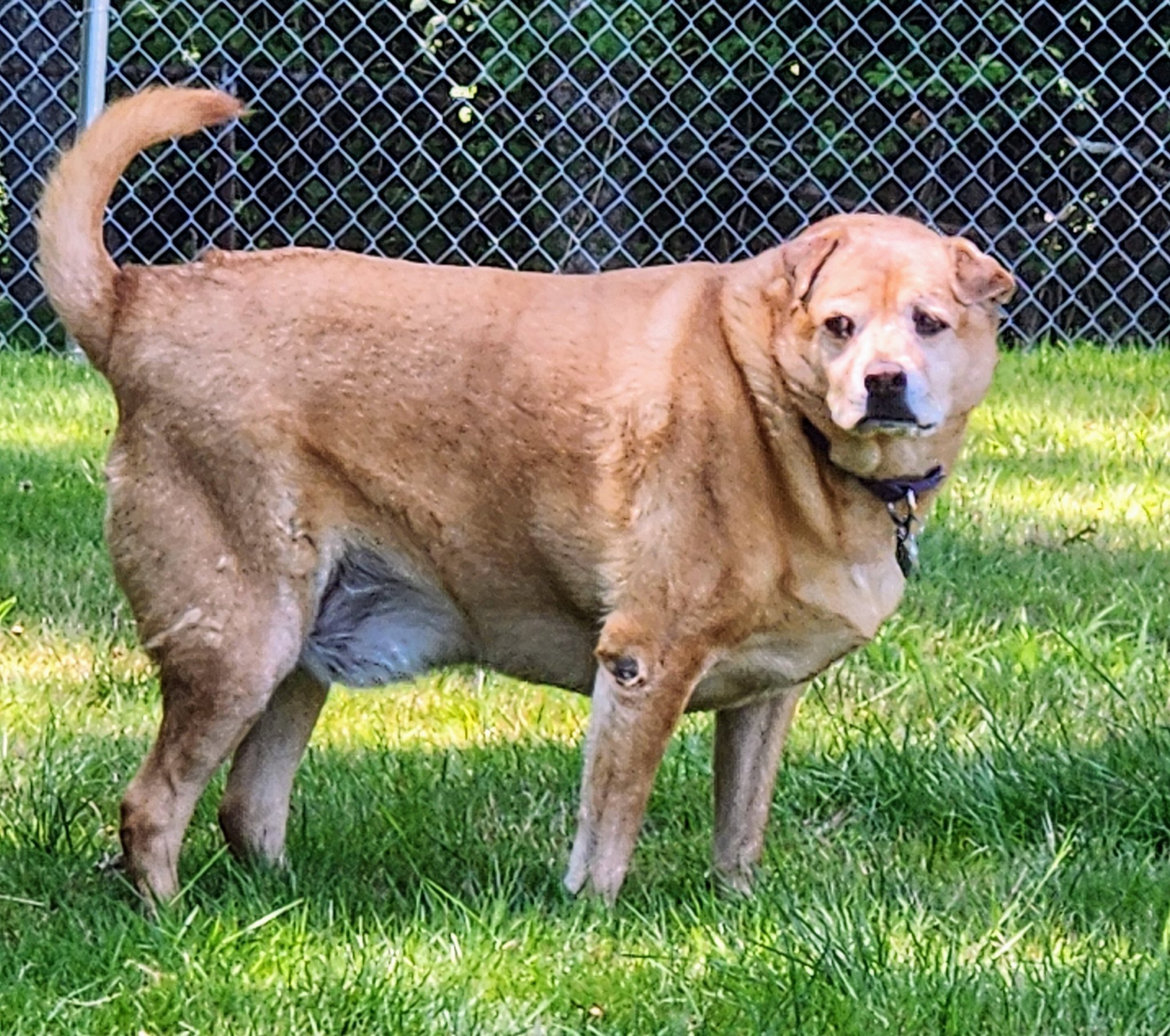 Swansea - Meet Rudy!!! Rudy is a 7 yr young sharpei mix!! Rudy sadly ...