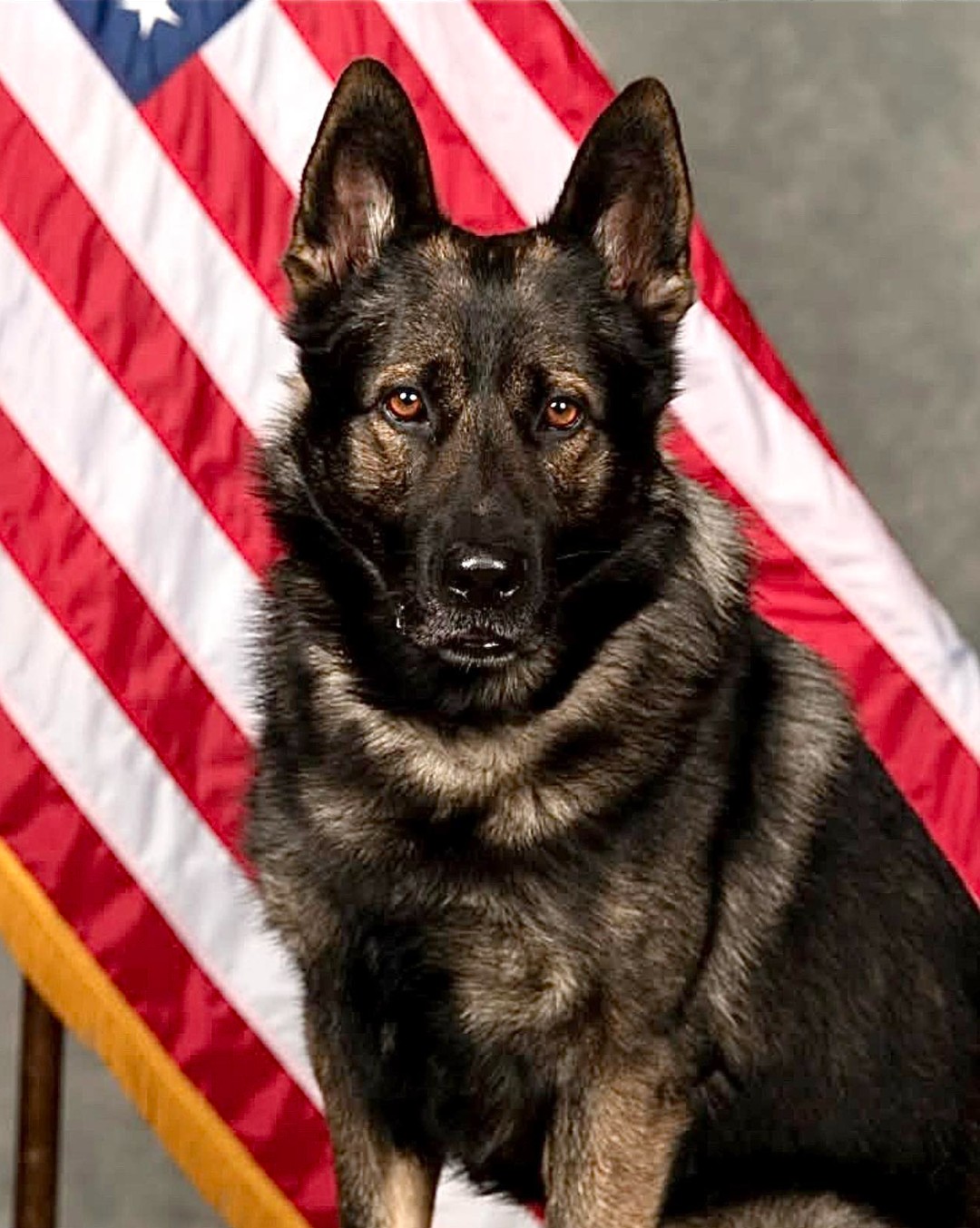 K9 - 🥲Please keep the Wheeling Police Department, Illinois, K-9 Riggs ...