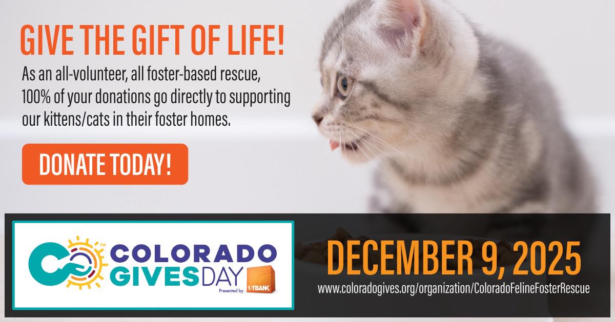 Colorado Feline Foster Rescue