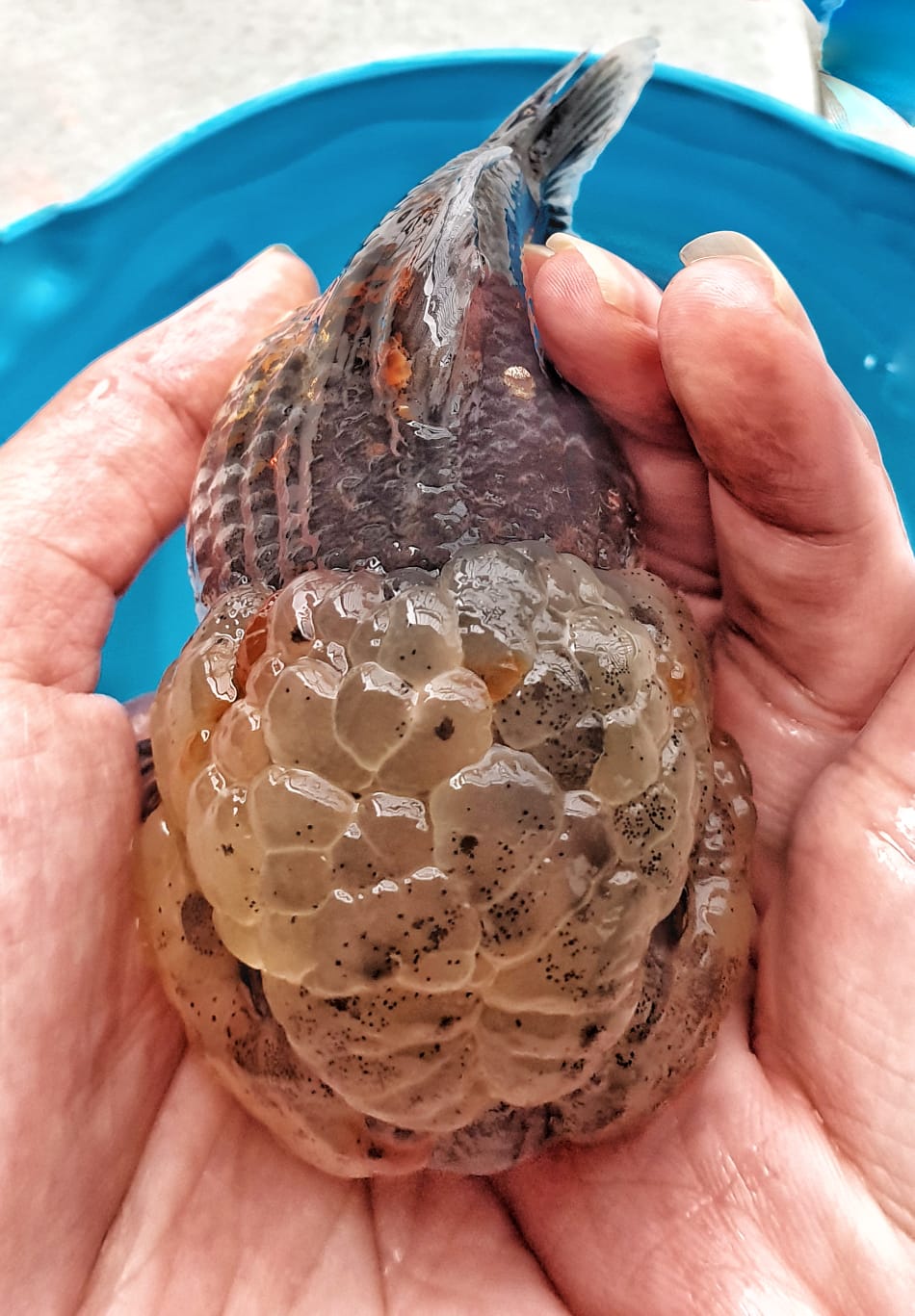 sold #元宝... - Goldfish Kingdom JL aquarium kuching sarawak | Facebook