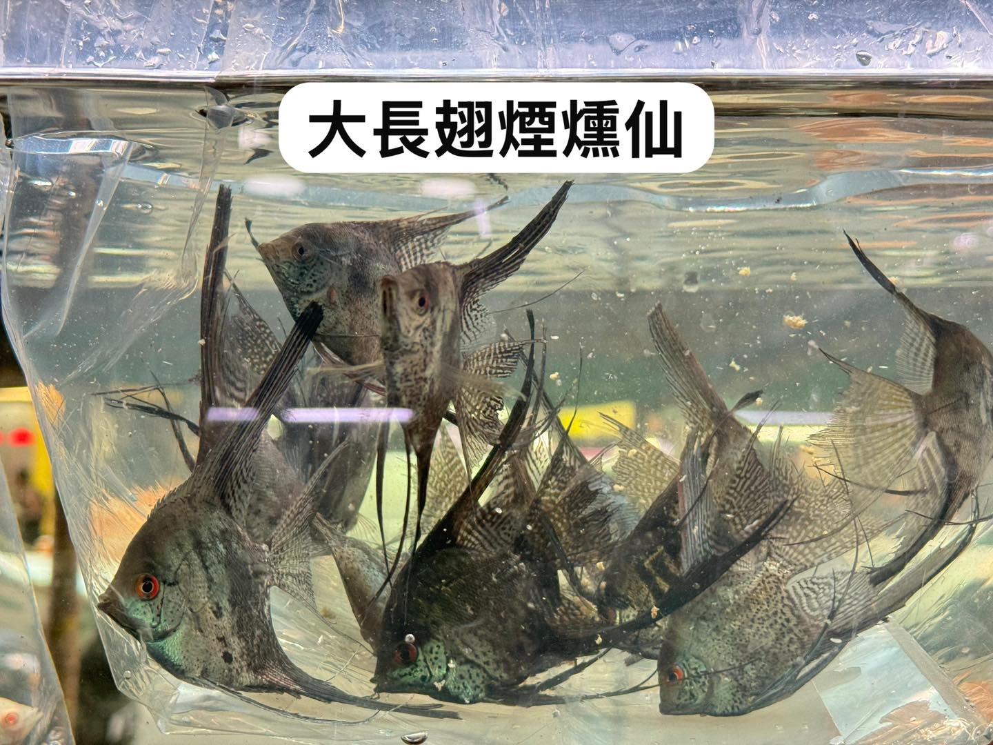 荃灣水族情迷aquadesign added a new photo. - 荃灣水族情迷aquadesign