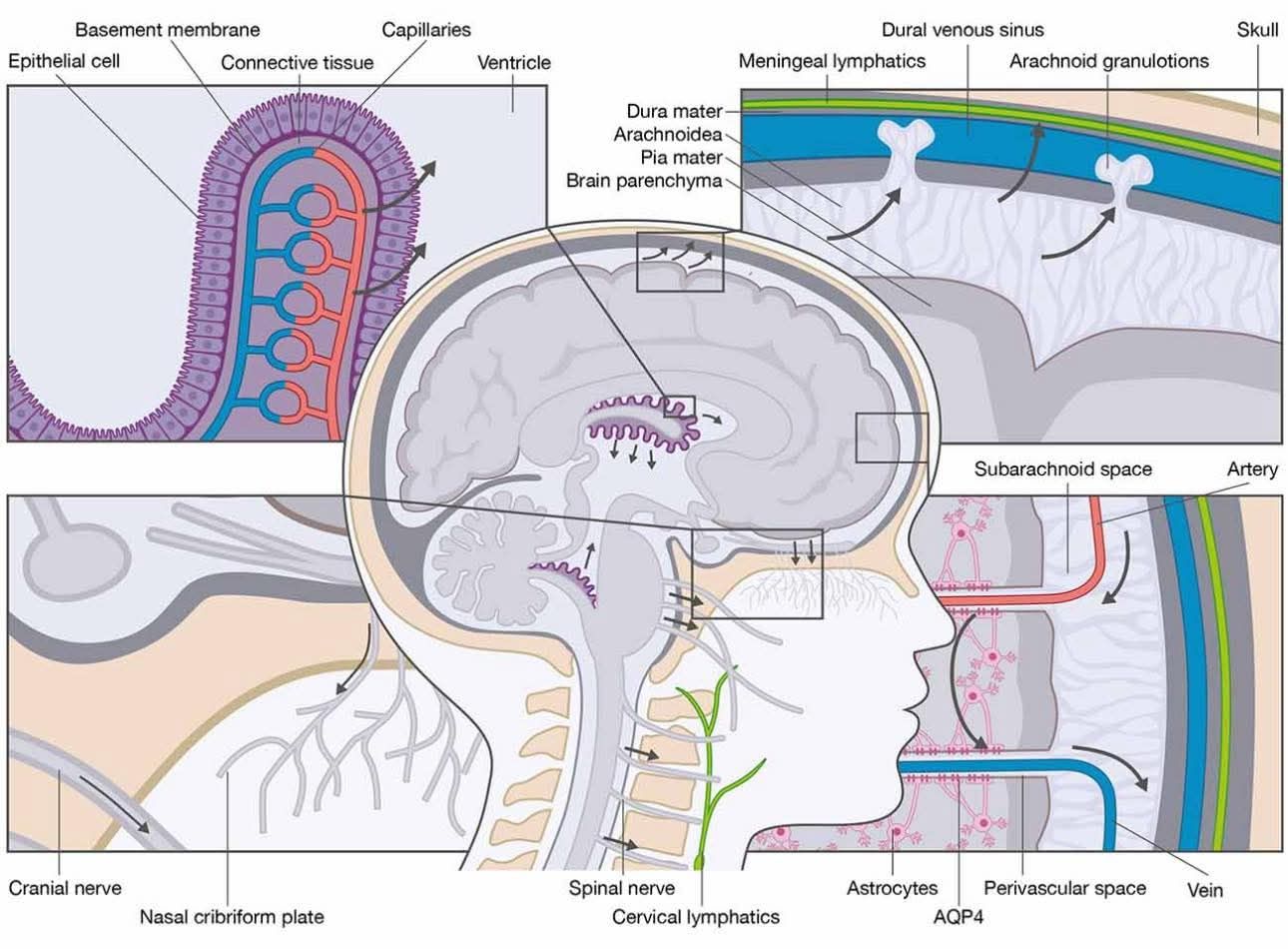Anatomy - 🧠 THE BRAIN’S MOST OVERLOOKED SYSTEM: CEREBROSPINAL FLUID ...