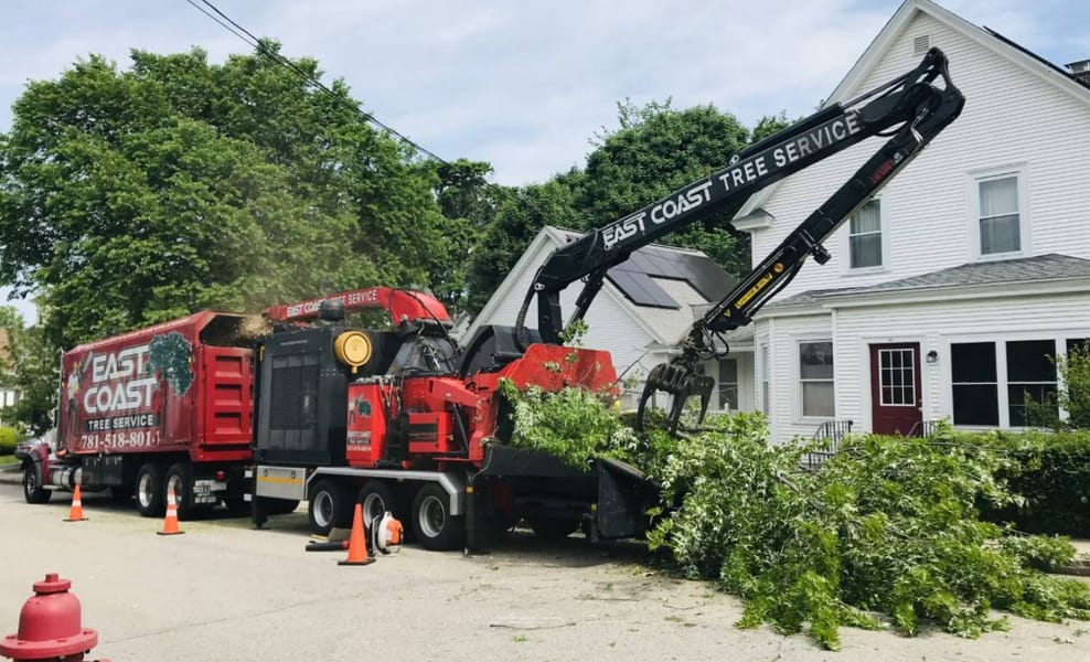 🌳 Need expert tree care? We... - East Coast Tree Service | Facebook