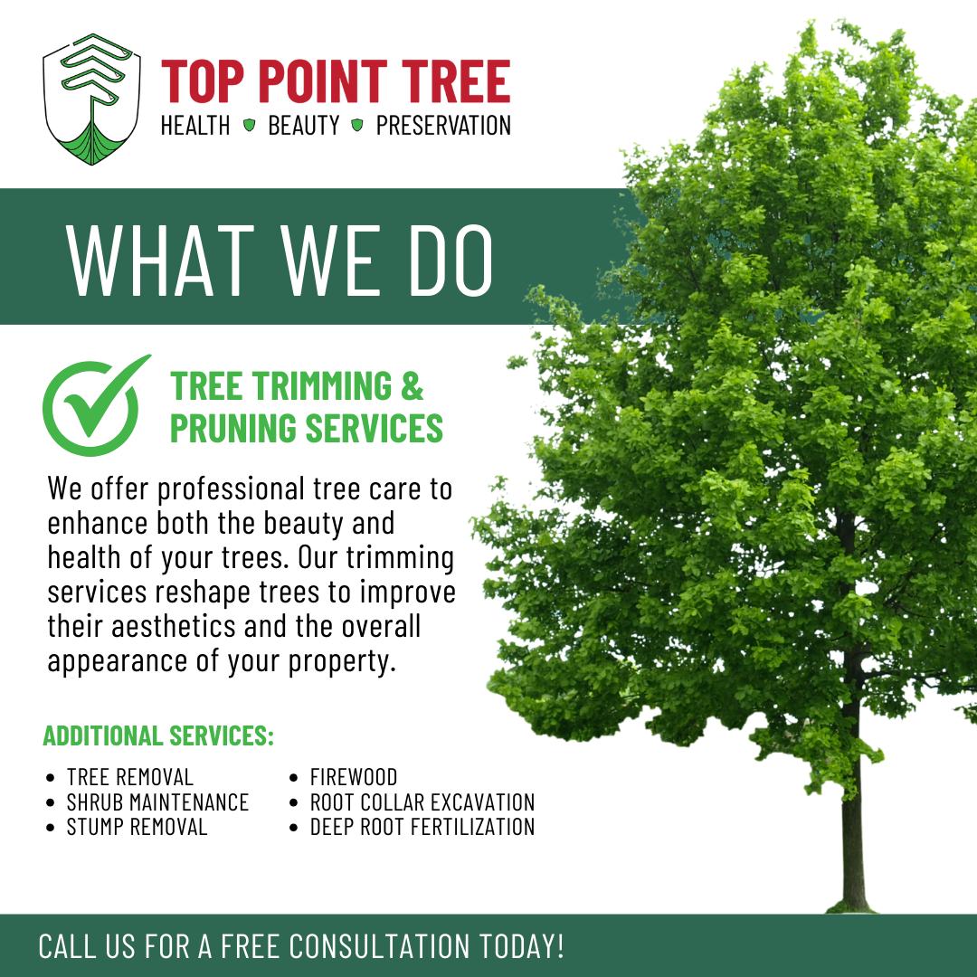 Professional Tree Care And Maintenance Services: Expert Solutions