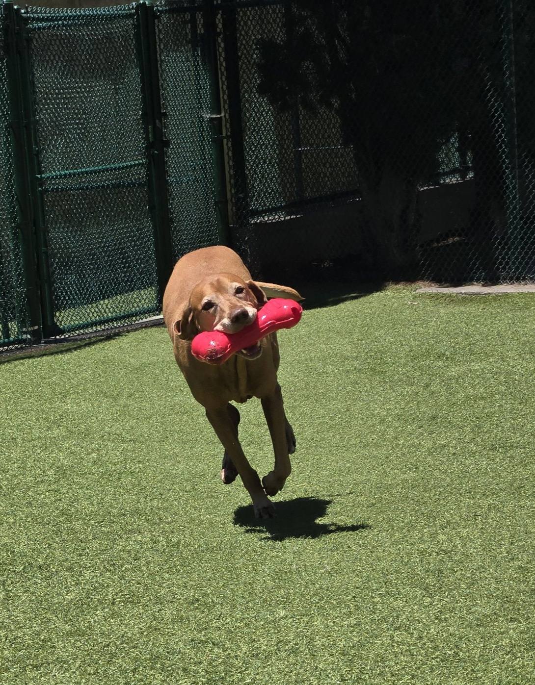 Spring Creek Kennel &... - Spring Creek Kennel & Cattery