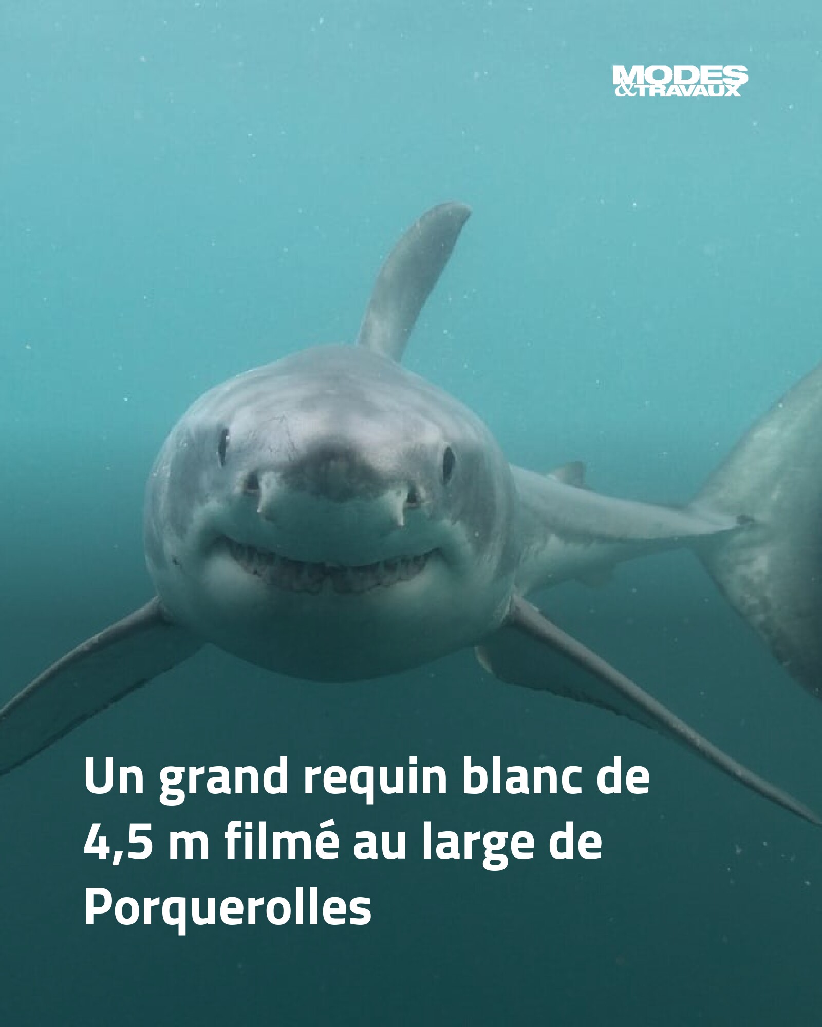 Les hommes-requins, Les cannibales de Cortés : résumé