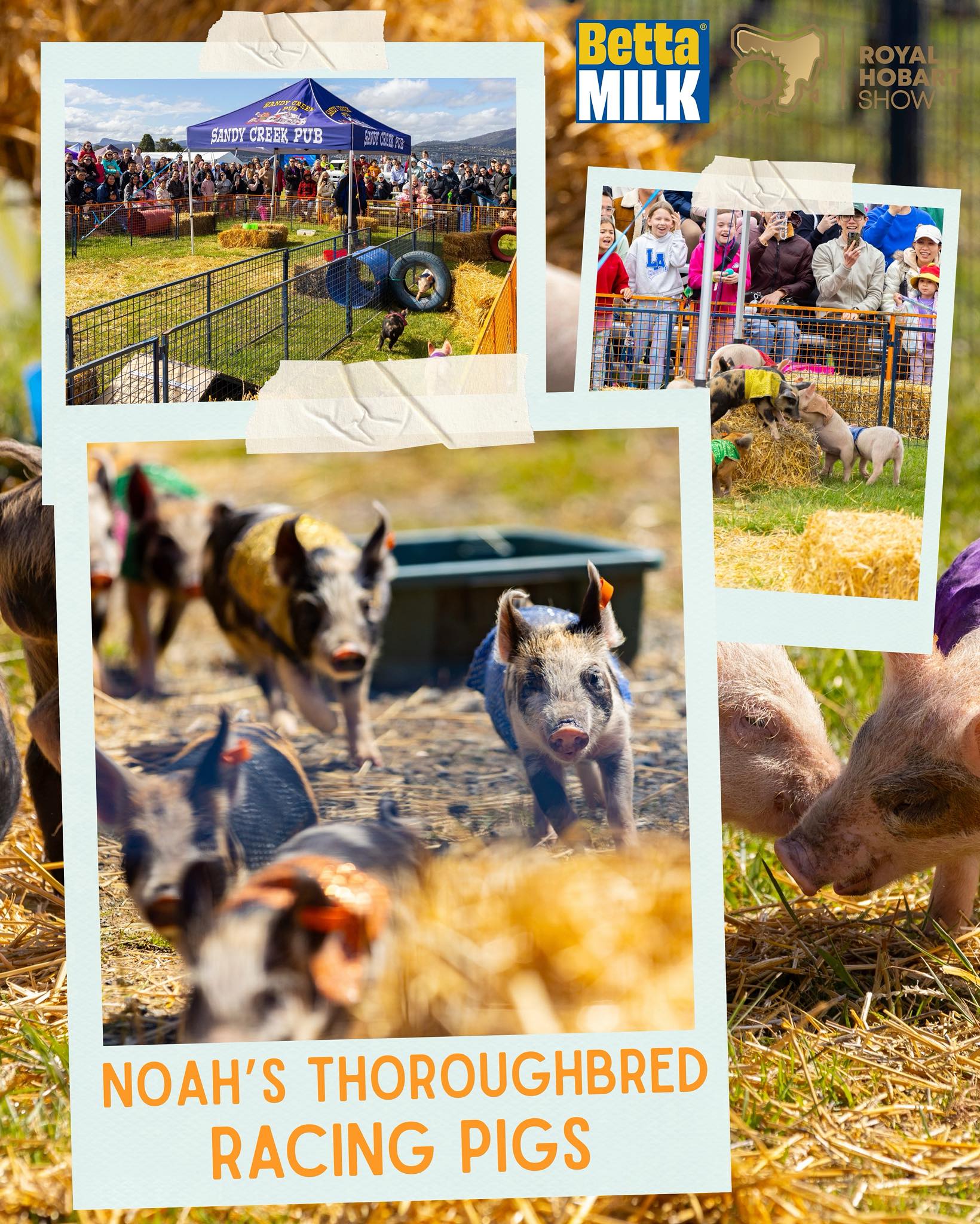 Hobart - 🐷 The Pigs are Racing Back!! 🏁🐷 The much-loved Noah’s ...
