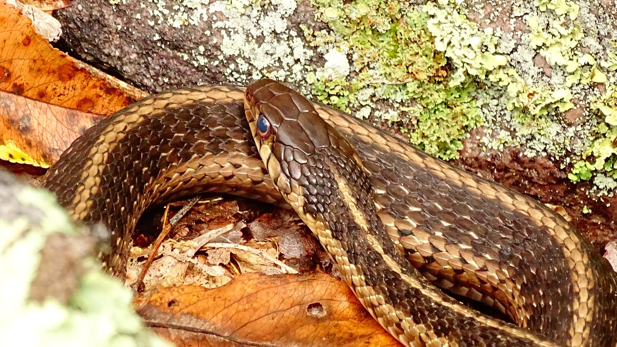 Tuscarora - A good example of shared habitat. This garter snake was ...