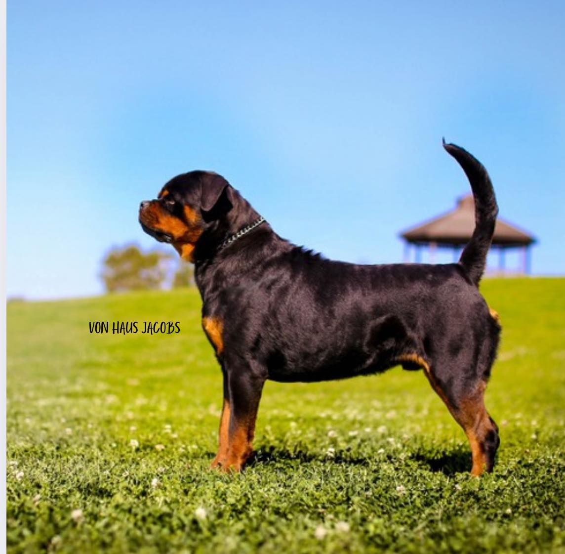 Von Haus Jacobs Rottweiler Kennel | Fresno TX