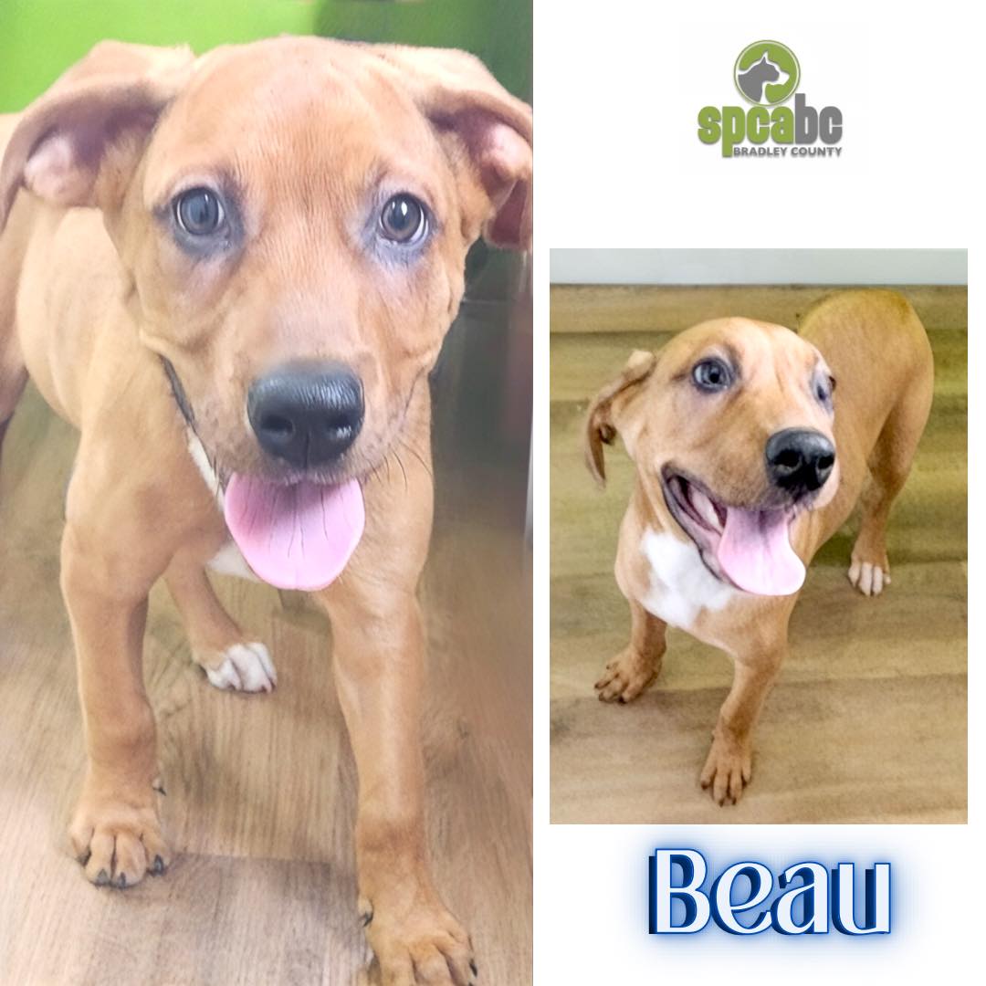SPCA - Meet Beau, a delightful 8 month old pup with a curious and smart ...