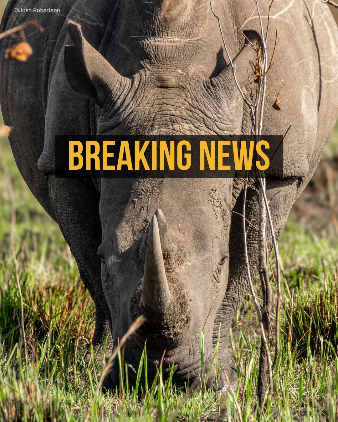 TRAFFIC - 🦏 Poaching falls to a decade low — but the fight isn’t over ...