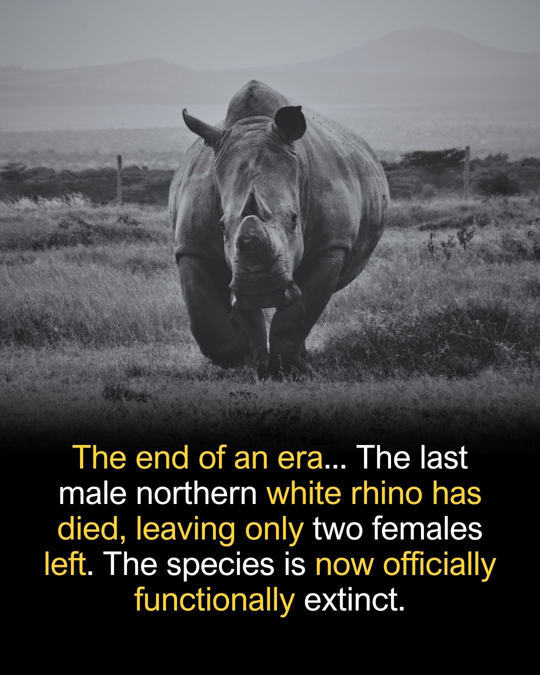 Weird Facts - The northern white rhinoceros has reached... | Facebook
