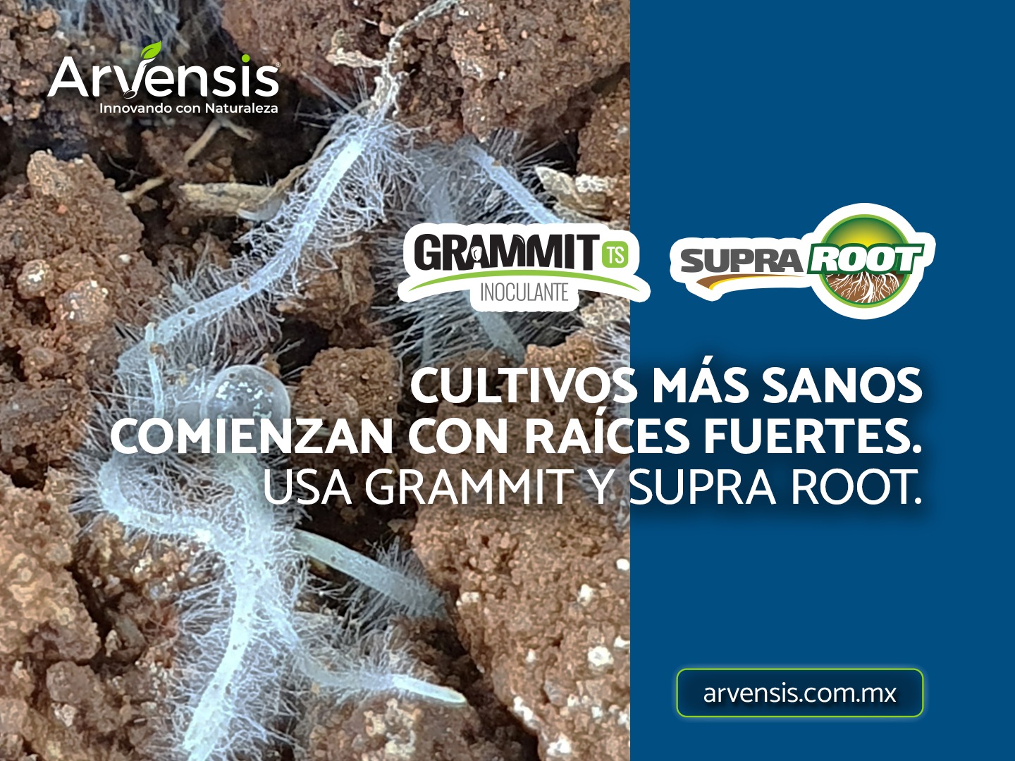 Arvensis - 🌱🩵 ¡Fortalece tu cosecha desde la raíz con Grammit y Supra ...
