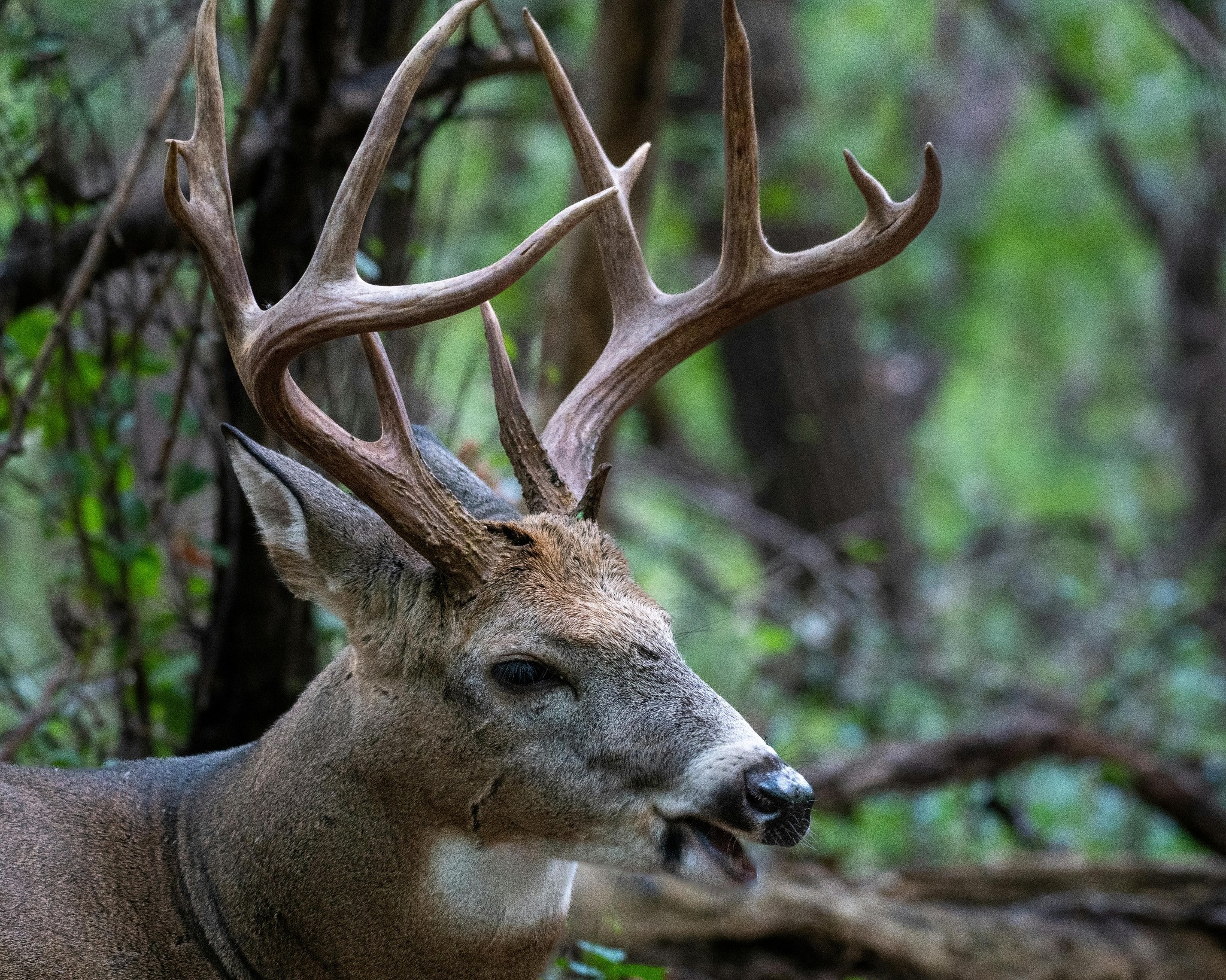 Pierce Young - 🦌 Can You Improve Wild Deer Genetics by... | Facebook