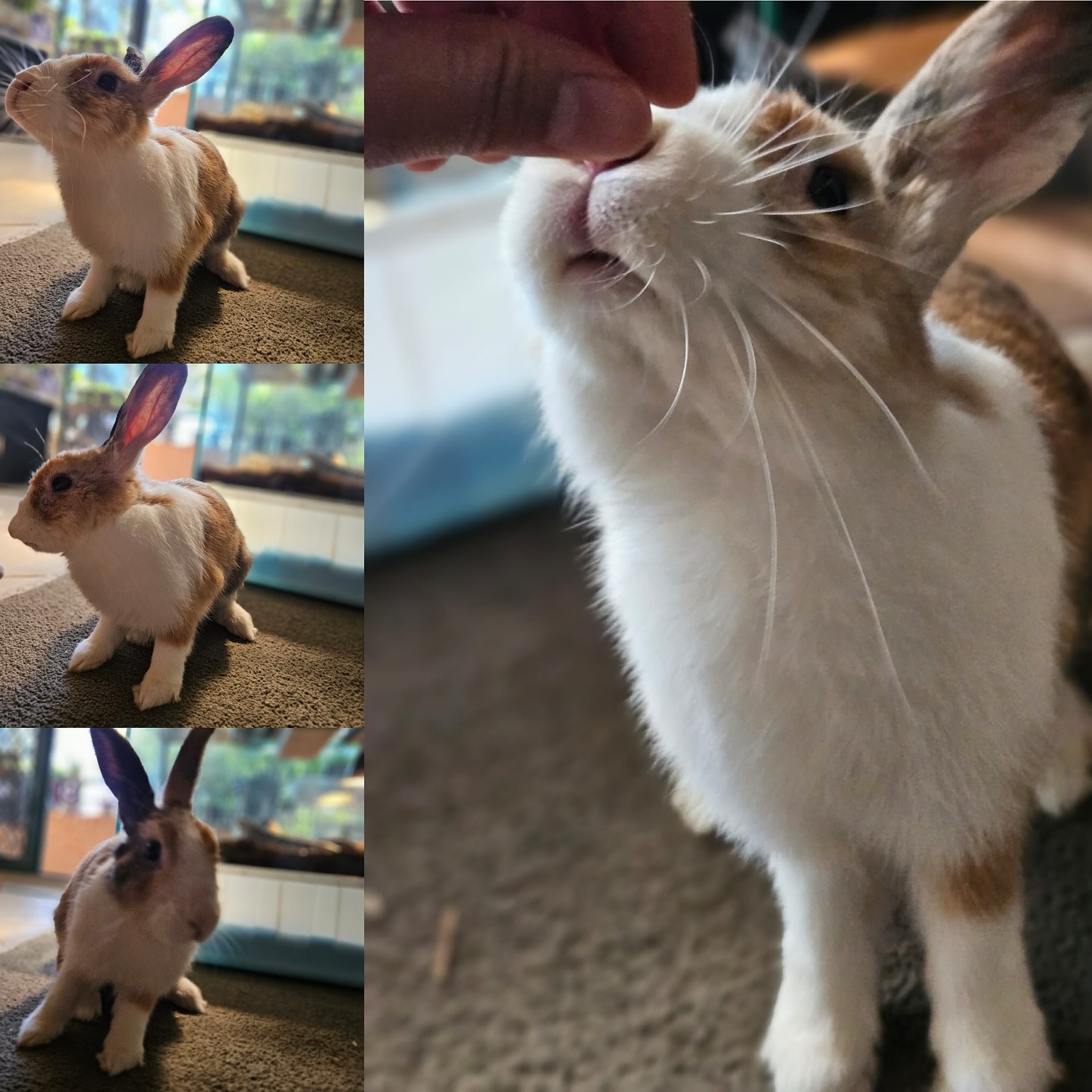 Centennial Park Rabbit Retreat