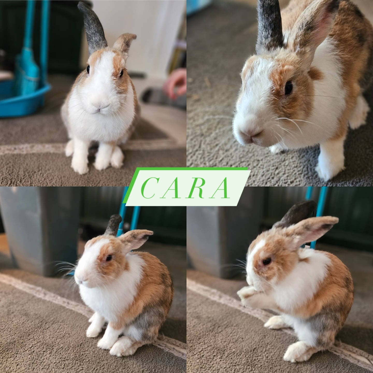 Centennial Park Rabbit Retreat