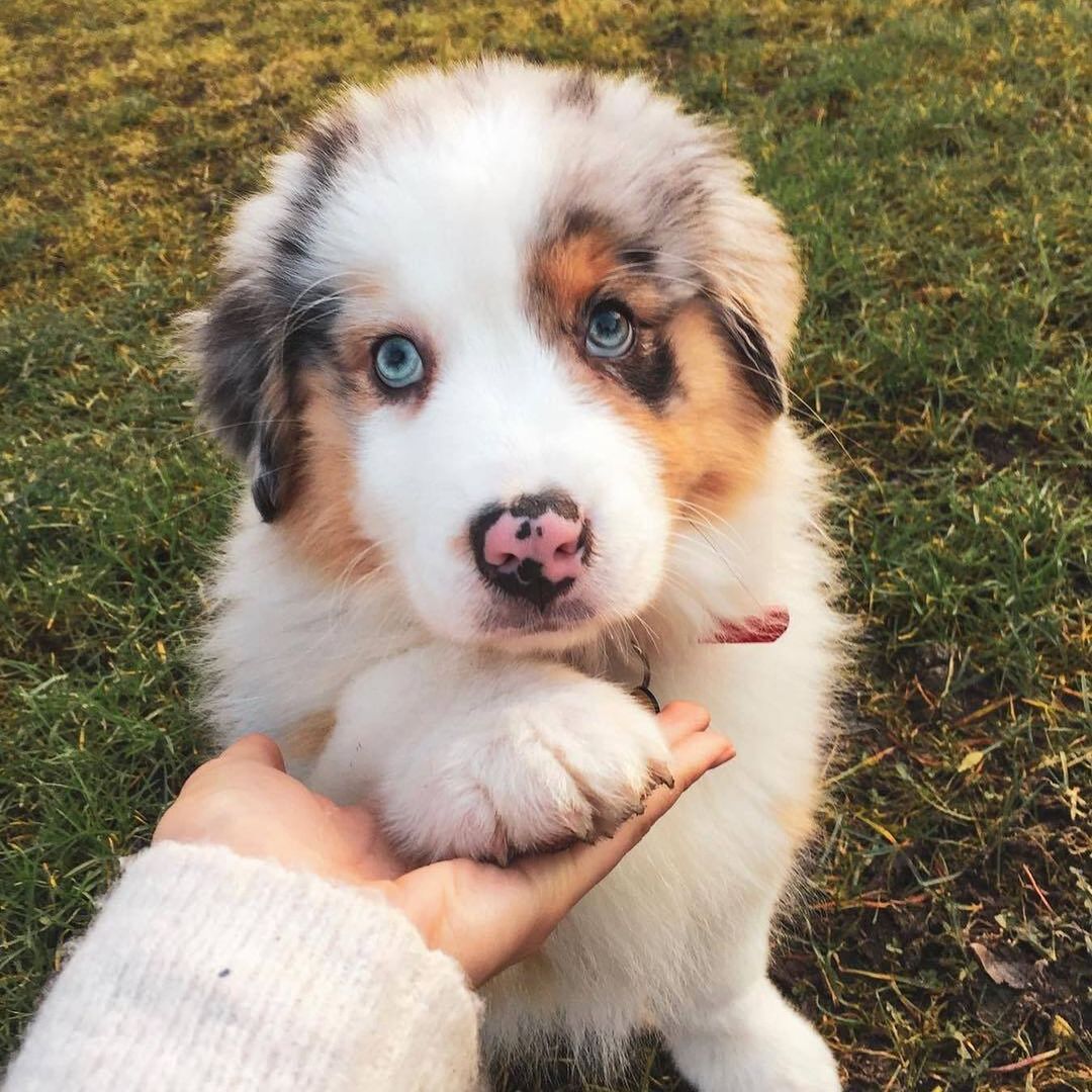 Good Dog - Did you know Australian Shepherds aren't necessarily ...