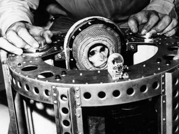 Space - On June 14, 1949, Albert II, a rhesus macaque monkey, became ...