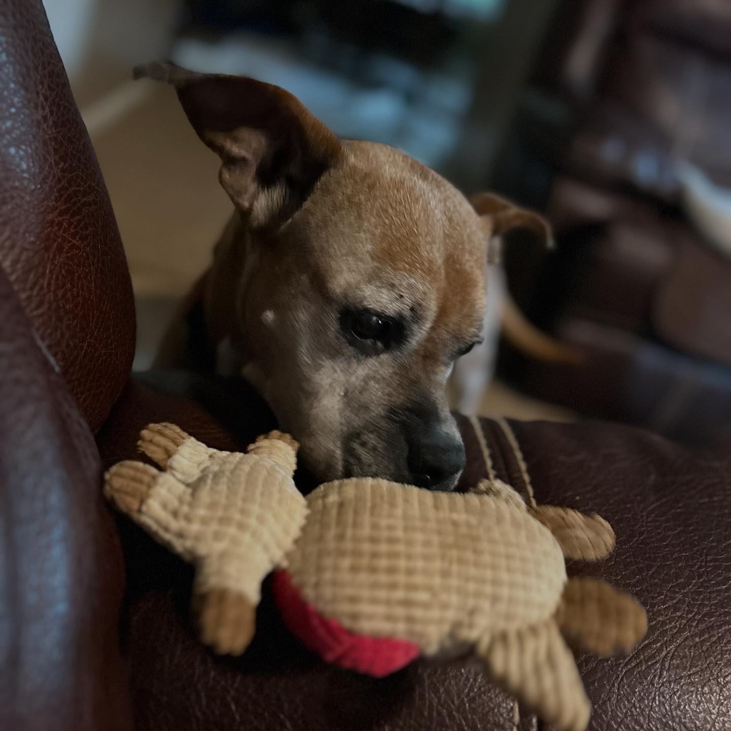 Blue Ridge Boxer Rescue | Hickory NC
