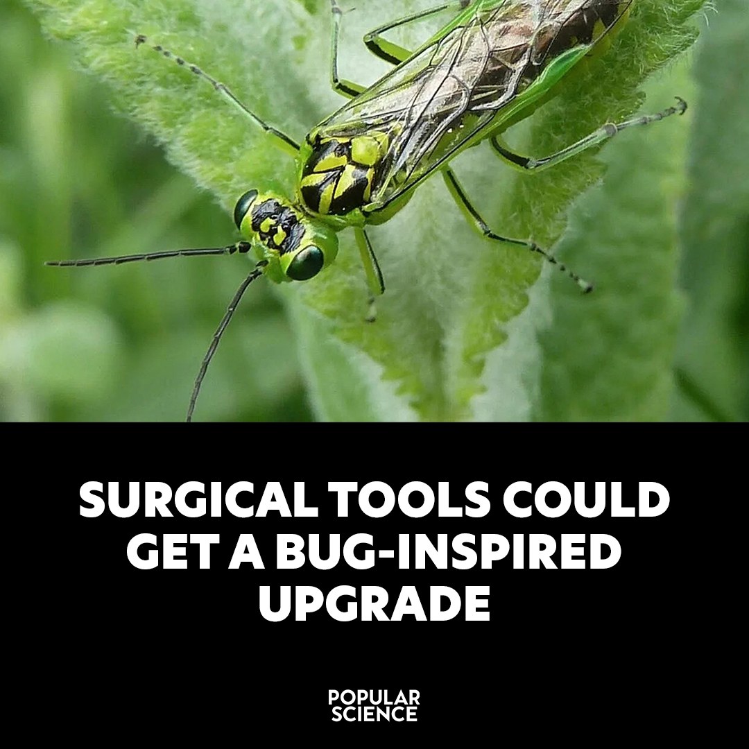 Popular - This wasp-like insect can cut through tissue while avoiding ...