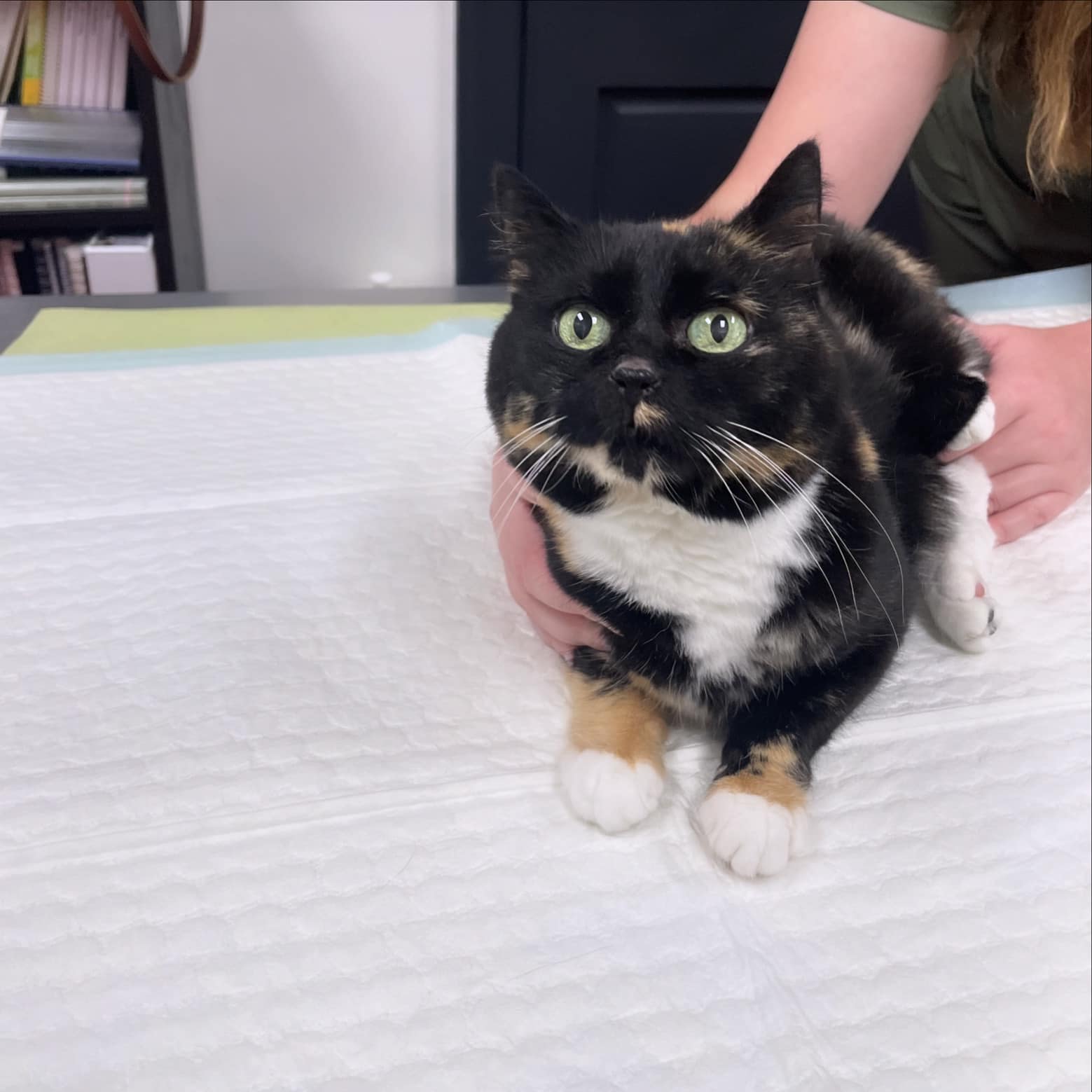 Catisfaction Cat Clinic added a... - Catisfaction Cat Clinic