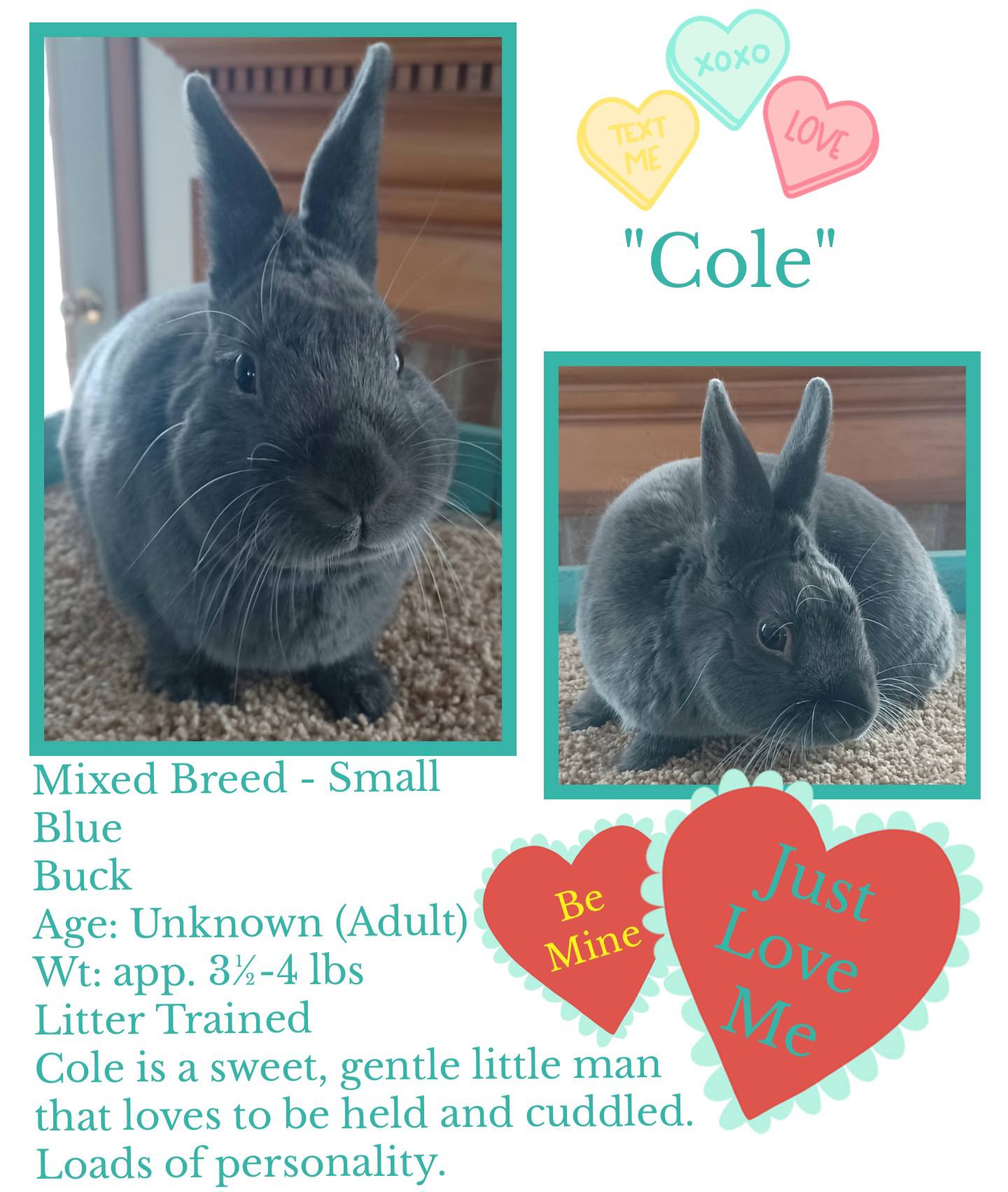 Klim's Rabbit Rescue | Lennon MI