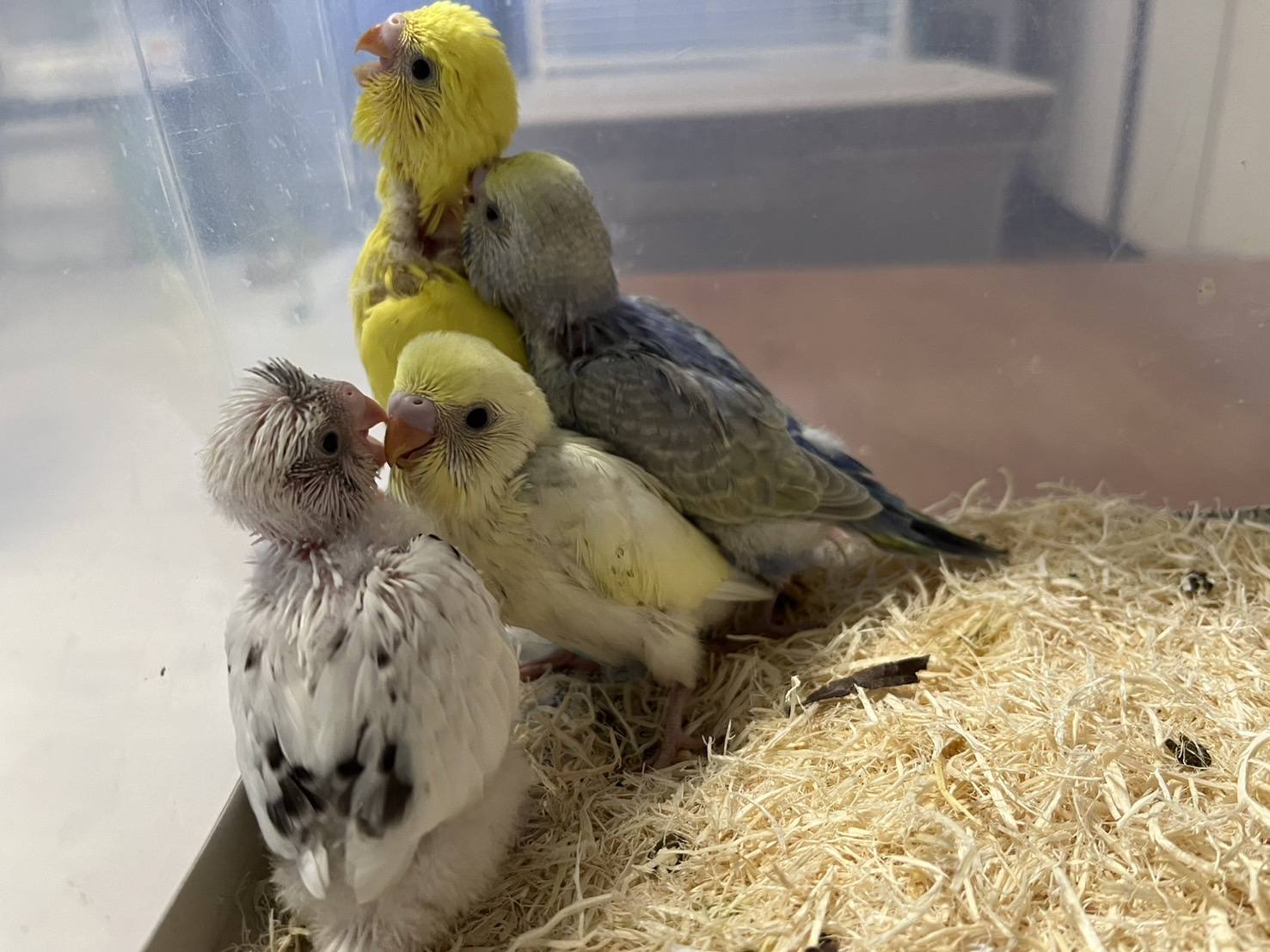 可愛いセキセイインコの雛達が来ました❤️❤️❤️ 元気に餌食べて