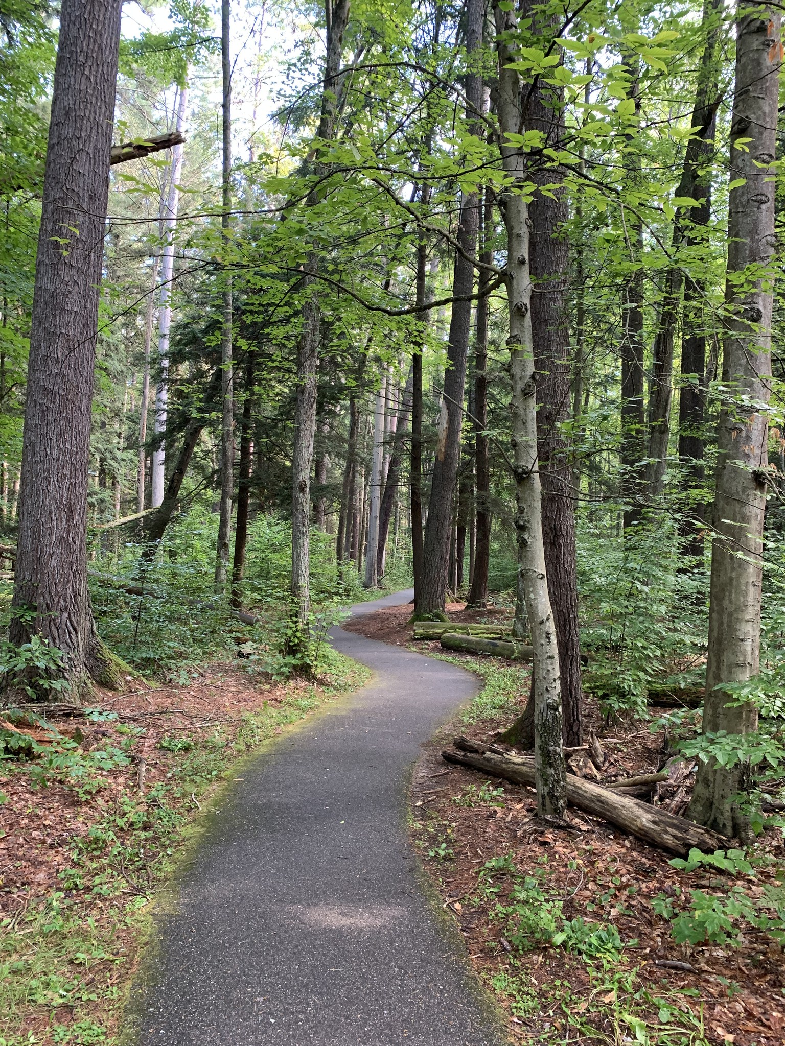 Hey - HARTWICK PINES STATE PARK – Michigan State Park Feature 4 of 10 🌲 ...