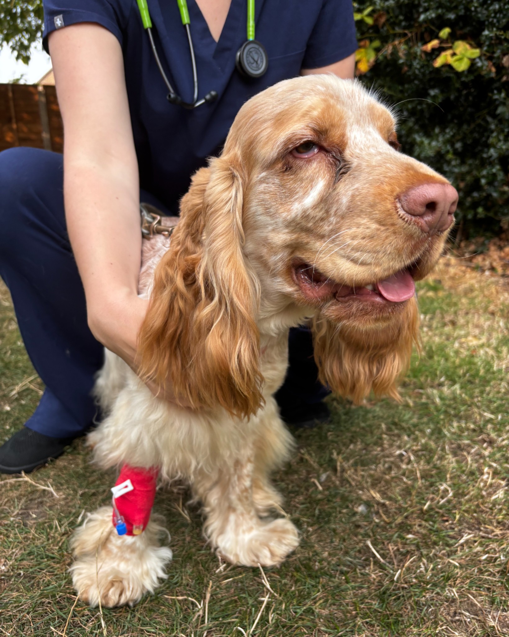 Arun - Meet Archie, a handsome 1 year old cocker spaniel, who recently ...