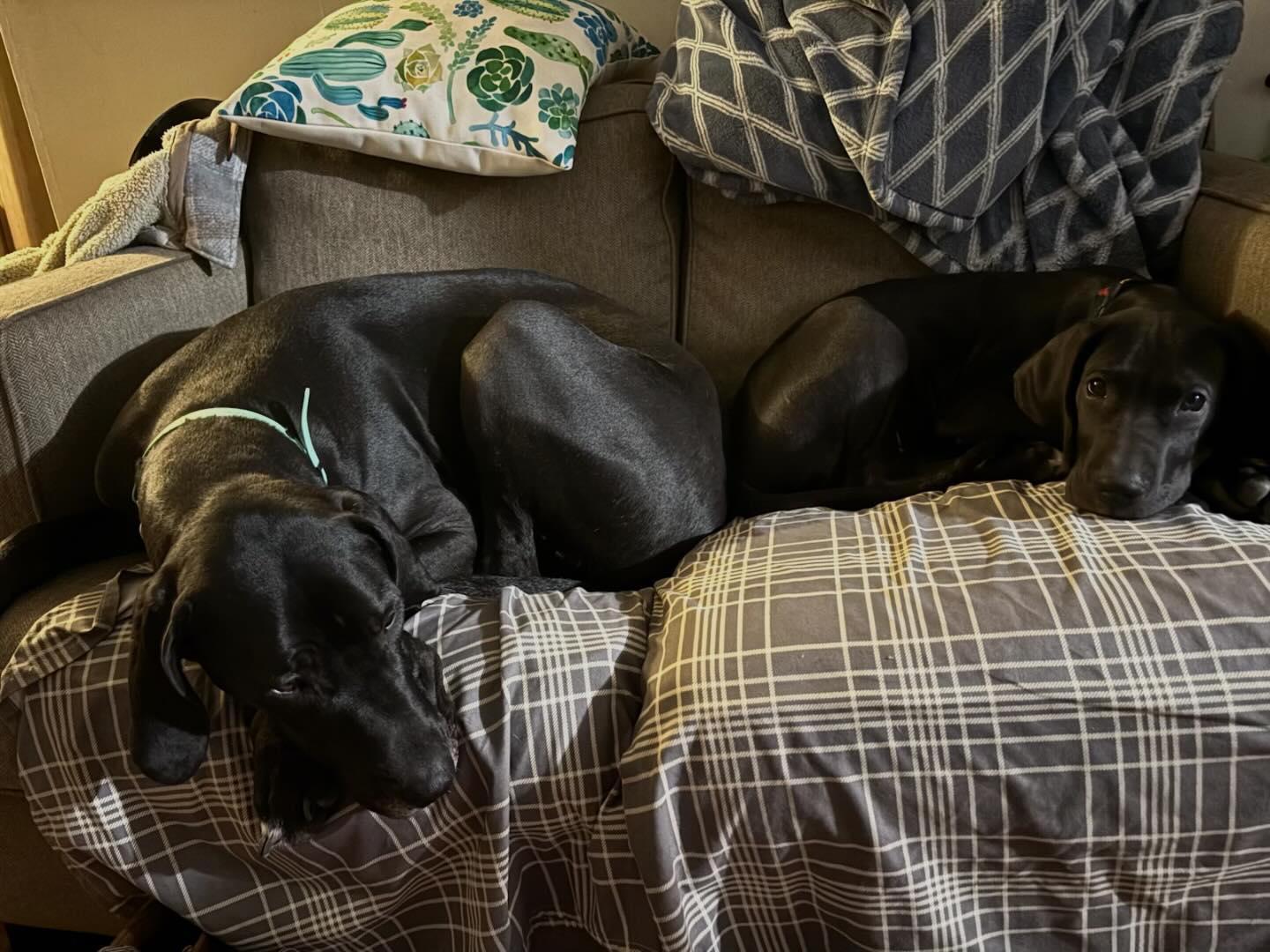 Bella - Ziti and her baby brother rigatoni welcome to the family little ...